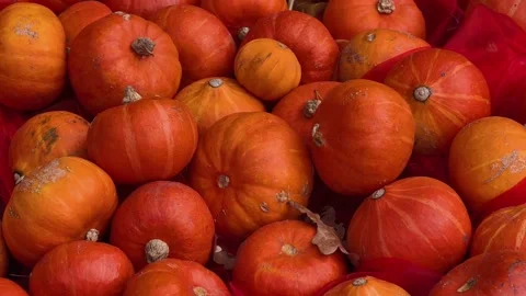 Pumpkin Harvest Background with Assorted Gourds for Halloween and Thanksgiving Stock-Footage 347898150