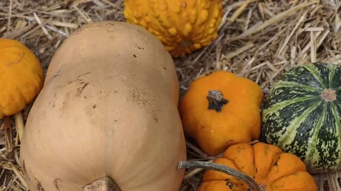 Pumpkin Harvest Background with Assorted Gourds for Halloween and Thanksgiving Stock-Footage 347898170