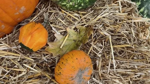 Pumpkin Harvest Background with Assorted Gourds for Halloween and Thanksgiving Stock-Footage 347898176