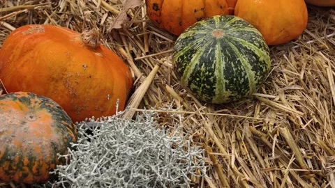Pumpkin Harvest Background with Assorted Gourds for Halloween and Thanksgiving 스톡 동영상 347898182