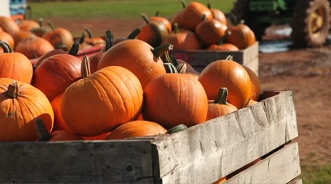 Pumpkin Harvest Stock Footage 8760532