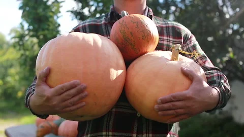 Pumpkin harvest Stock Footage 139062628