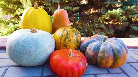 Pumpkin harvest Stock Footage 164329556