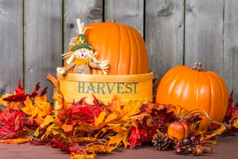 Pumpkin harvest Stock Photos