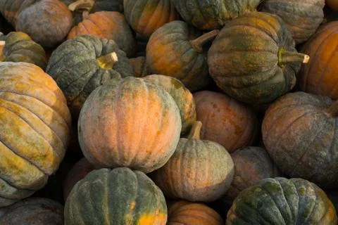 Pumpkin Harvest Stock Photos