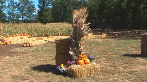 Pumpkin Harvest Scene Stock-Footage 38765220