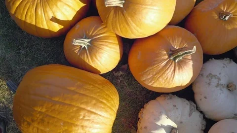 Pumpkin harvesting. Halloween pumpkins. Autumn rural background with vegetable. Stock Footage