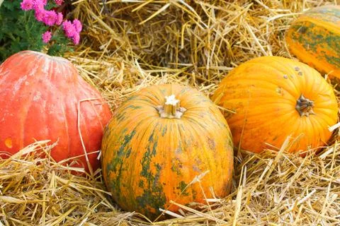 Pumpkin on hay background Stock Photos