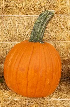 Pumpkin on hay Foto stock