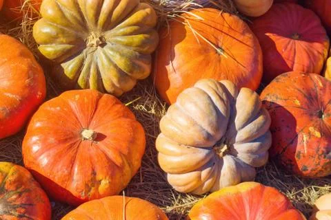 Pumpkin on the hay Stock-Fotos
