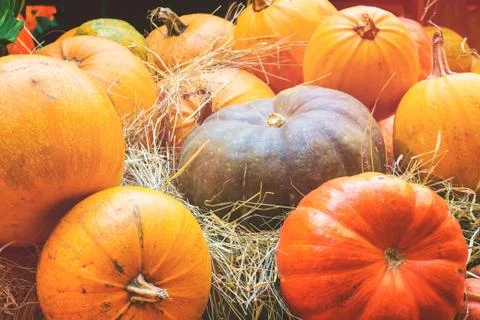 Pumpkin on the hay Stock Photos