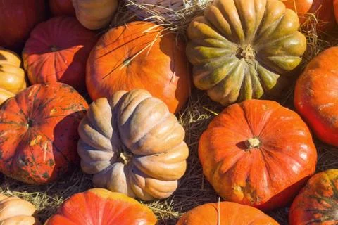 Pumpkin on the hay Foto stock