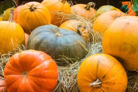 Pumpkin on the hay Stock Photos