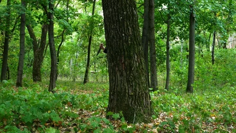Pumpkin head appears from behind a tree with a knife in the forest Video stock 116504249