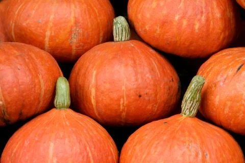 Pumpkin head background Stock Photos