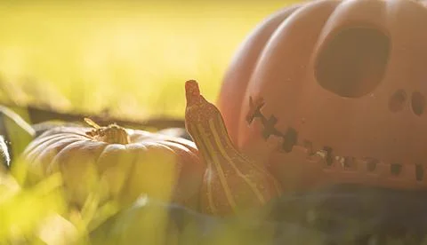 Pumpkin head Jack-o'-lantern close-up and orange autumn pumpkins, still life in Stock Photos