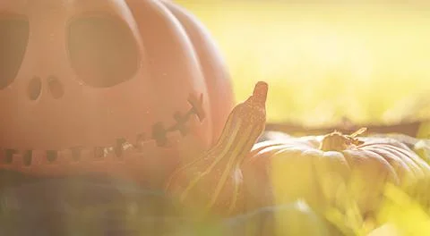 Pumpkin head Jack-o'-lantern close-up and orange autumn pumpkins, still life in Stock Photos