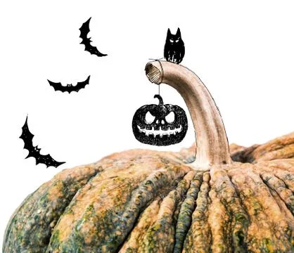 Pumpkin イラスト素材