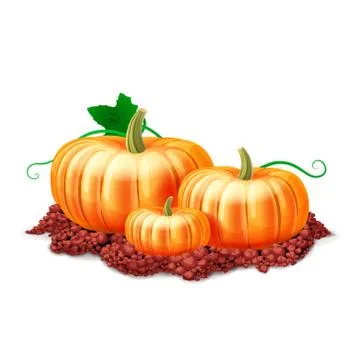 Pumpkin Illustrazione stock
