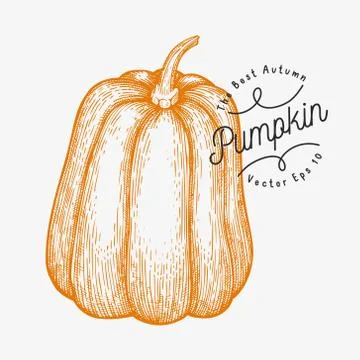 Pumpkin illustration. Hand drawn vector vegetable illustration. Engraved styl Stock Illustration