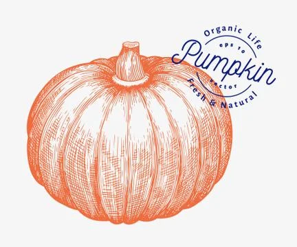 Pumpkin illustration. Hand drawn vector vegetable illustration. Engraved styl Stock Illustration