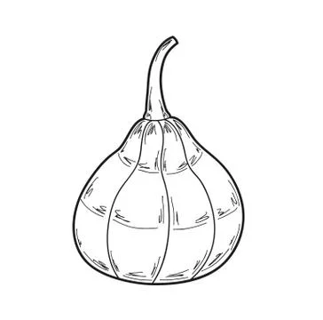 Pumpkin illustration, vector Stock Illustration