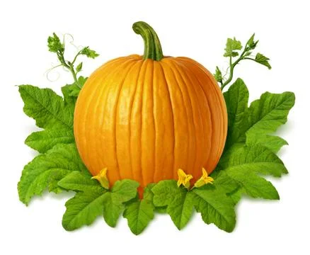Pumpkin isolated Stock Photos