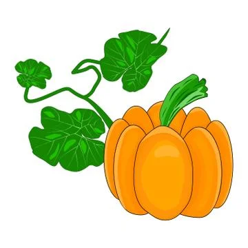 Pumpkin isolated on white background. Stock Illustration