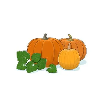 Pumpkin Isolated on White イラスト素材