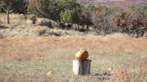 Pumpkin jackolantern explodes slow P HD 0474 Vídeos de archivo 8911646