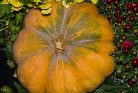 Pumpkin large light orange smooth against the background of autumn flowers ch Stock Photos