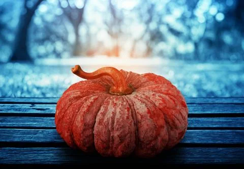 Pumpkin with lawn background. Stock Photos