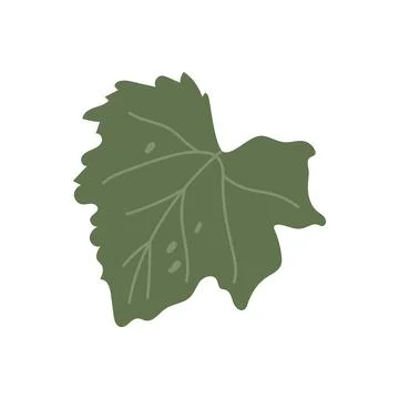 Pumpkin leaf flat vector illustration isolated green botanical autumn element Stock Illustration