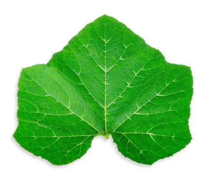 Pumpkin leaf isolated on white backgorund Stock Photos