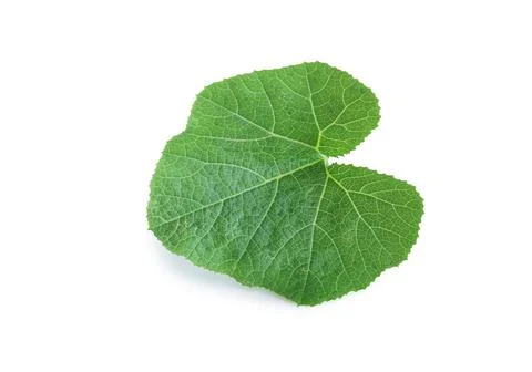 Pumpkin leaf isolated on white background with clipping path. Stock Photos