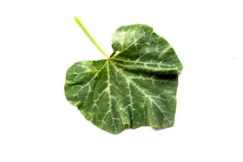 Pumpkin leaf isolated on white. Stock-Fotos