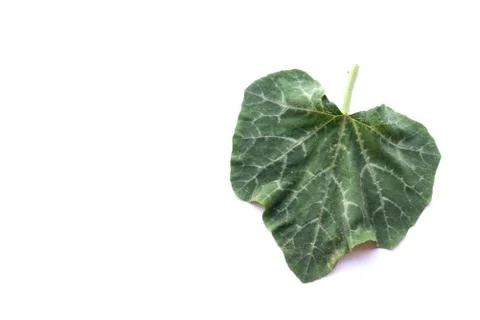 Pumpkin leaf isolated on white. Stock Photos