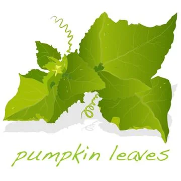 Pumpkin leaf vector Stock Illustration