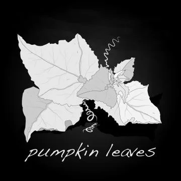 Pumpkin leaf vector Stock Illustration