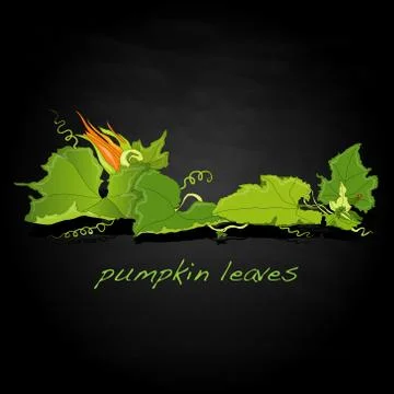 Pumpkin leaf vector Stock Illustration