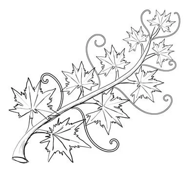 Pumpkin leaf vine hand drawn lines on Halloween day On a white background, .. Stock Illustration