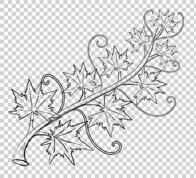 Pumpkin leaf vine hand drawn lines on Halloween day Isolate on transparent .. Stock Illustration