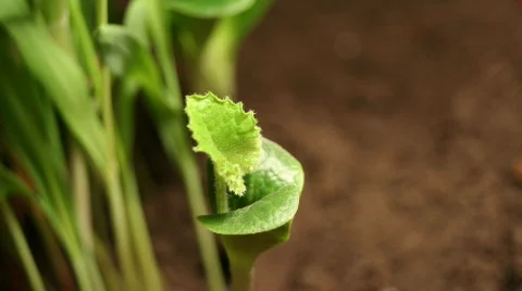 Pumpkin Leaf  Wide Stock Footage 375498