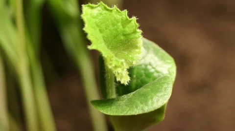 Pumpkin Leafs Close Up Stock Footage 375521