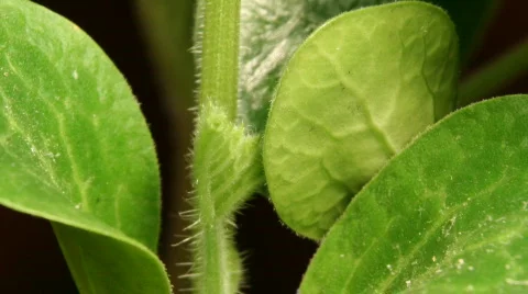 Pumpkin Leafs Stock Footage 375480