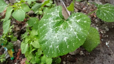 Pumpkin Leaves After the Rain Video stock 318540674