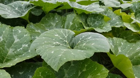 Pumpkin leaves close-up Stock Footage 99935962