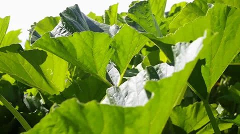 Pumpkin leaves Video stock 25847719