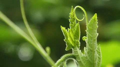 Pumpkin leaves Stock Footage 92535502