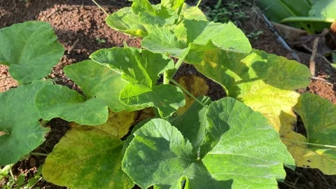 Pumpkin leaves in the garden Stock Footage 155317867